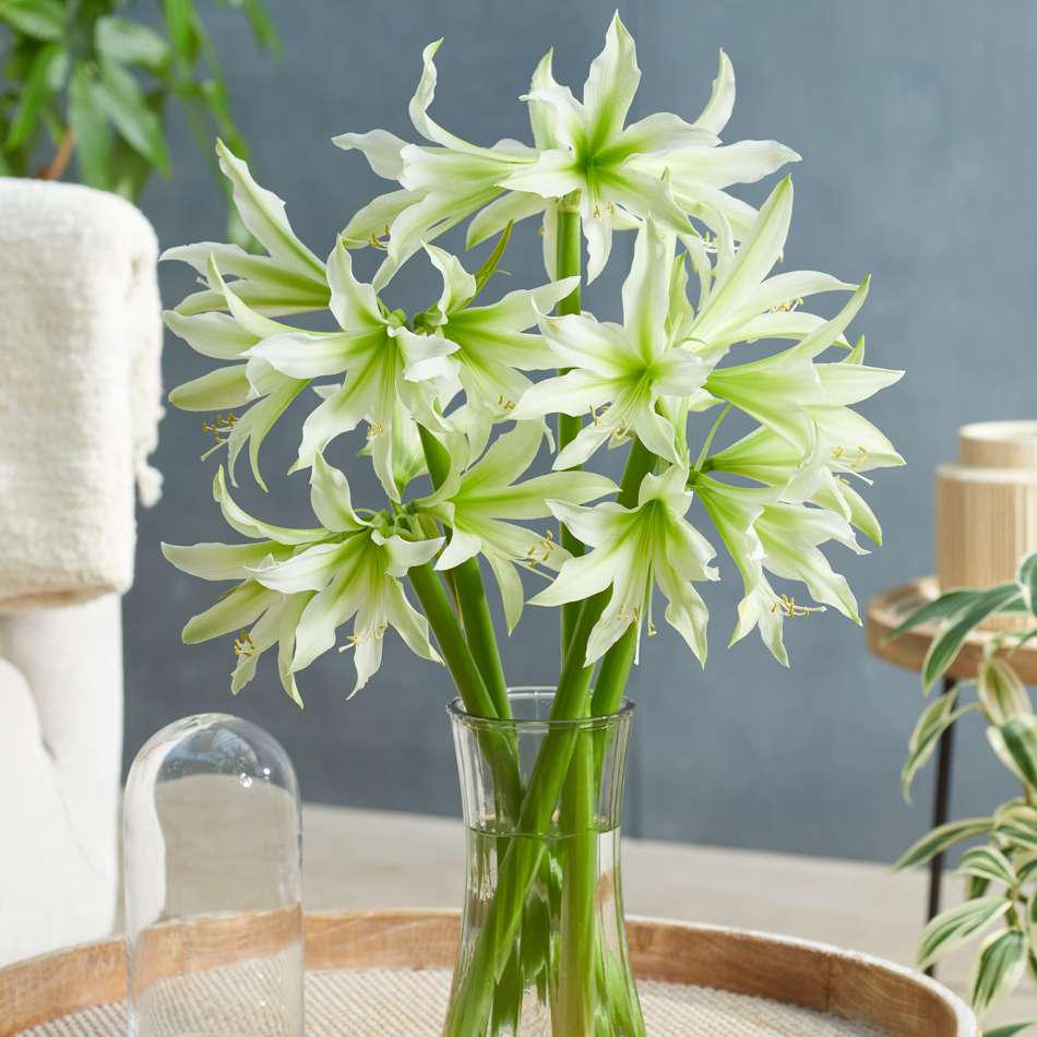 Amaryllis 'White Nile'